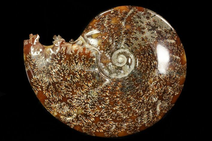 Polished, Agatized Ammonite (Cleoniceras) - Madagascar #78348